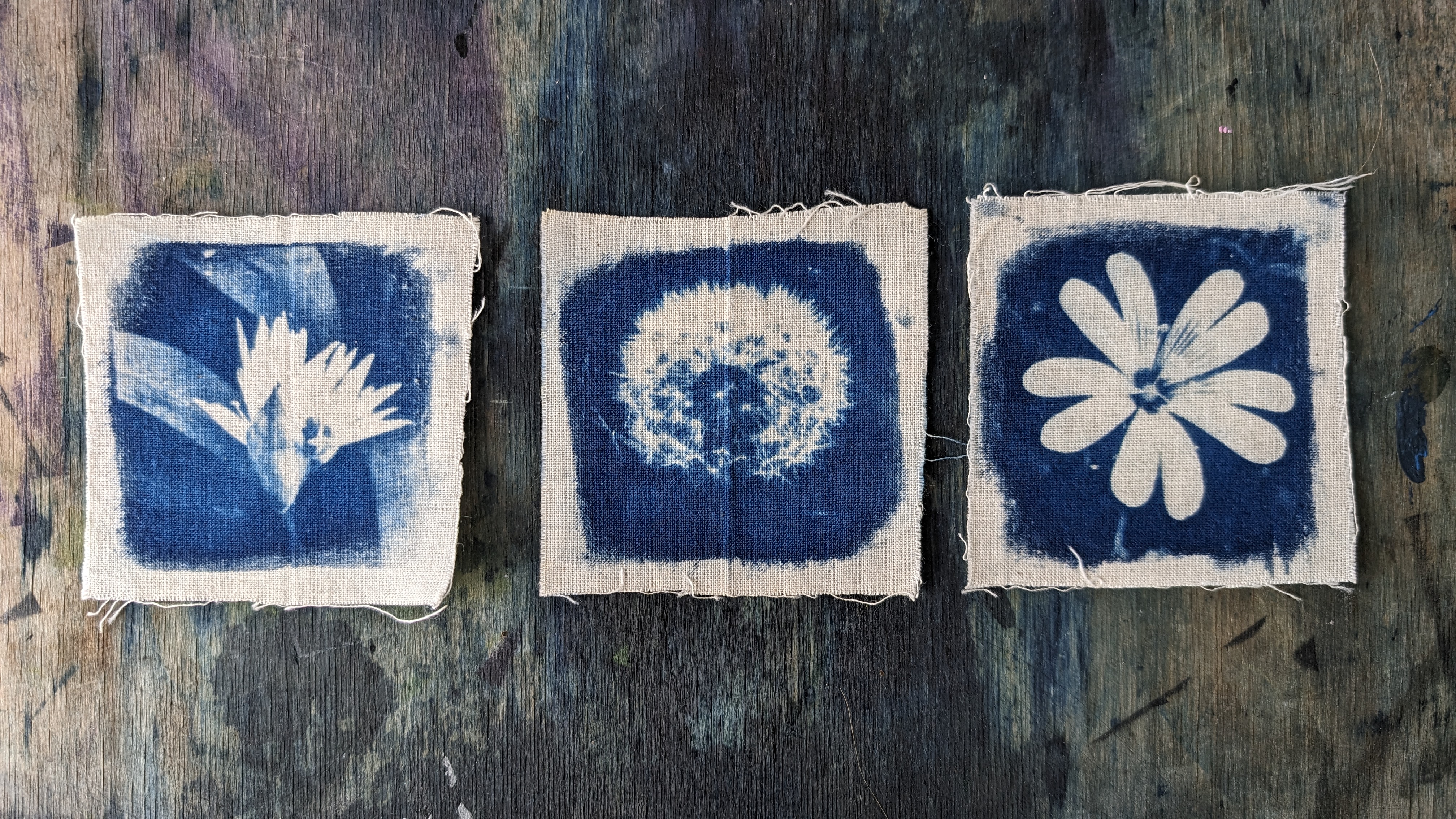 Summer Cyanotypes and Wildflowers
